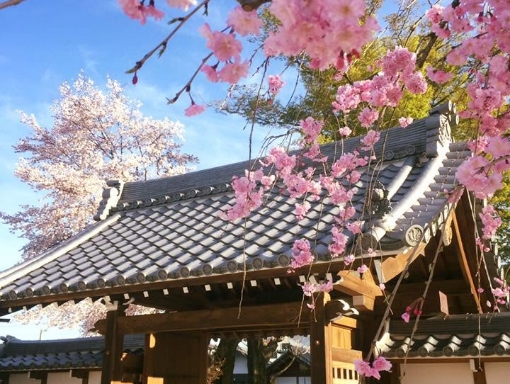 桜が咲く長蔵寺の境内